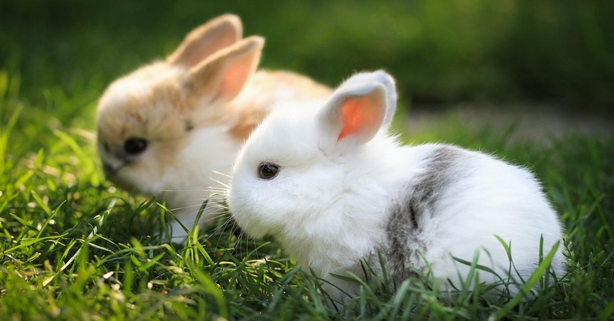 Portrait of a Rabbit, a creature known scientifically as Oryctolagus cuniculus.