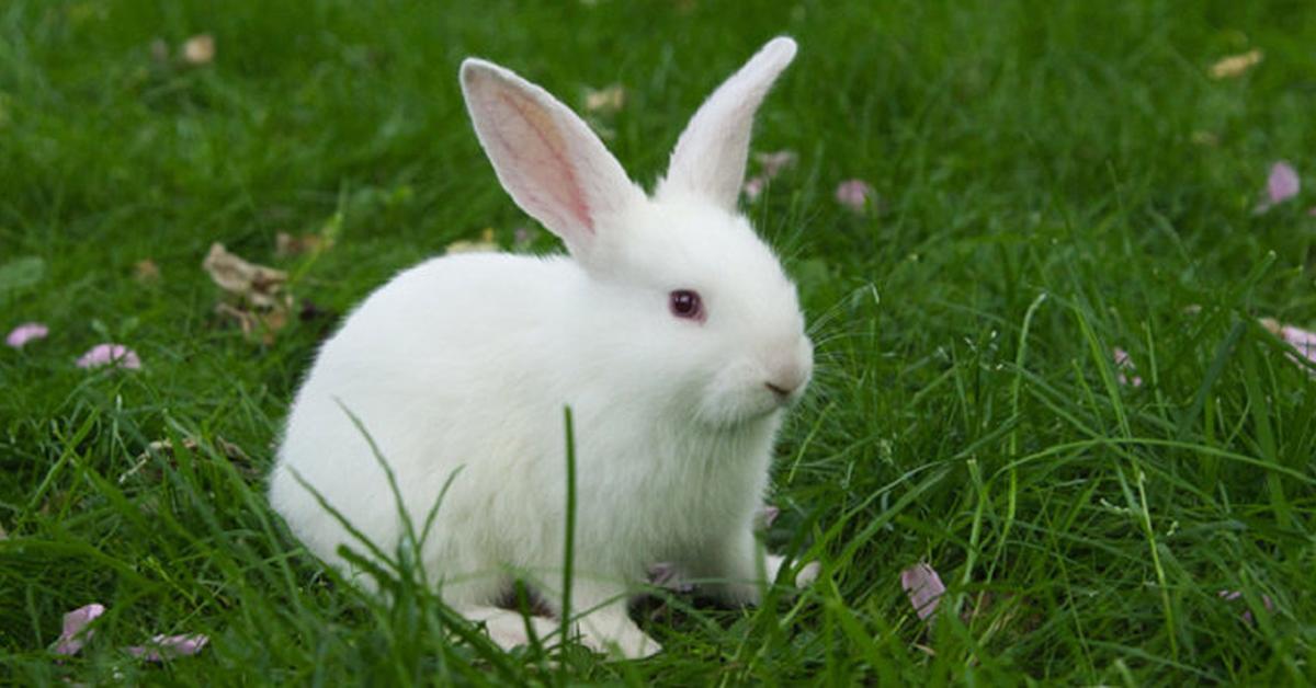 Captured elegance of the Rabbit, known in Indonesia as Kelinci.