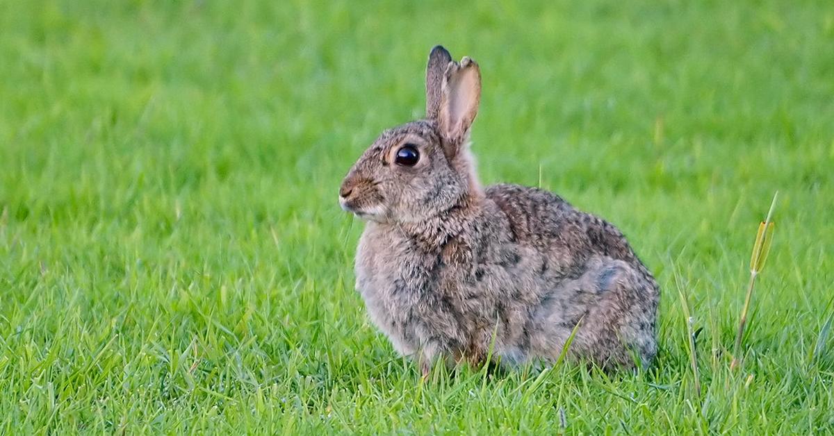 Striking appearance of the Rabbit, known in scientific circles as Oryctolagus cuniculus.