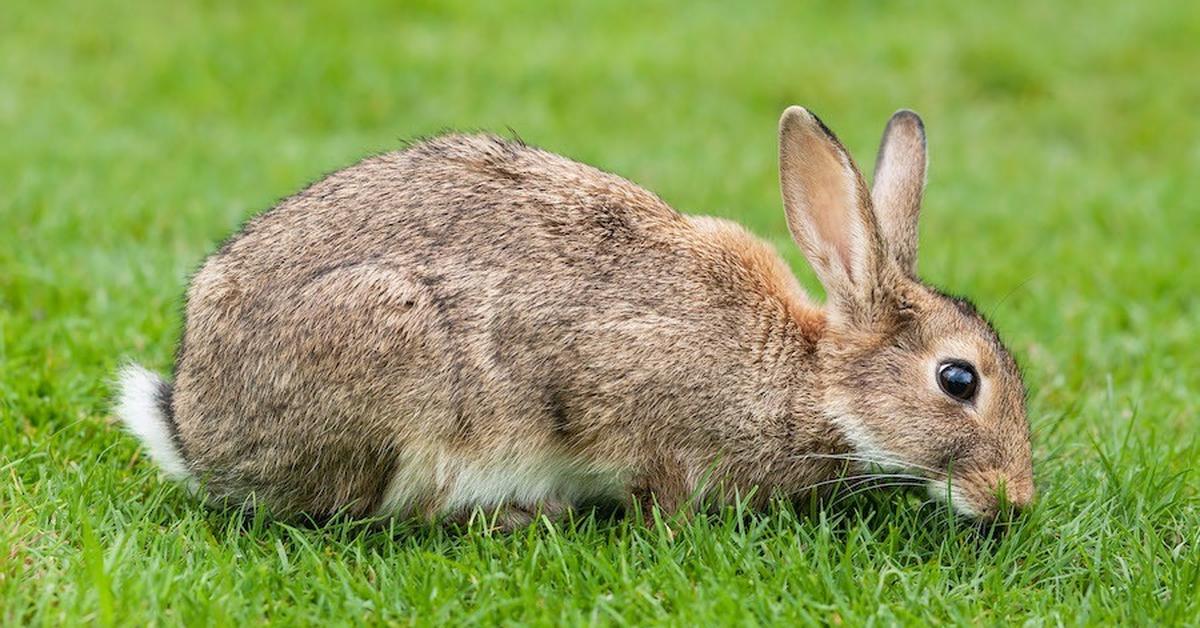 Captivating shot of the Rabbit, or Kelinci in Bahasa Indonesia.