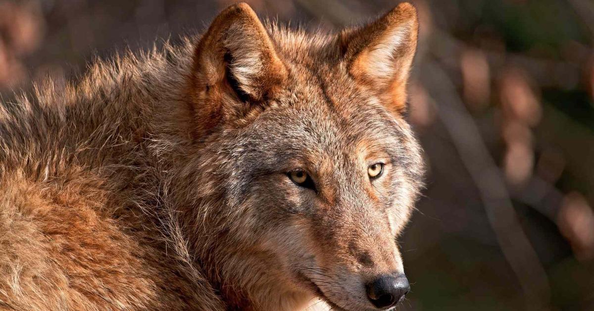 Detailed shot of the Red Wolf, or Canis lupus rufus, in its natural setting.