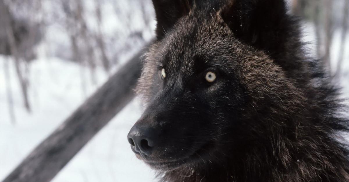 Splendid image of the Red Wolf, with the scientific name Canis lupus rufus.