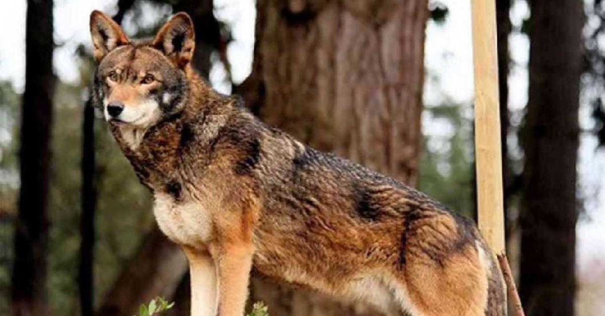 Natural elegance of the Red Wolf, scientifically termed Canis lupus rufus.