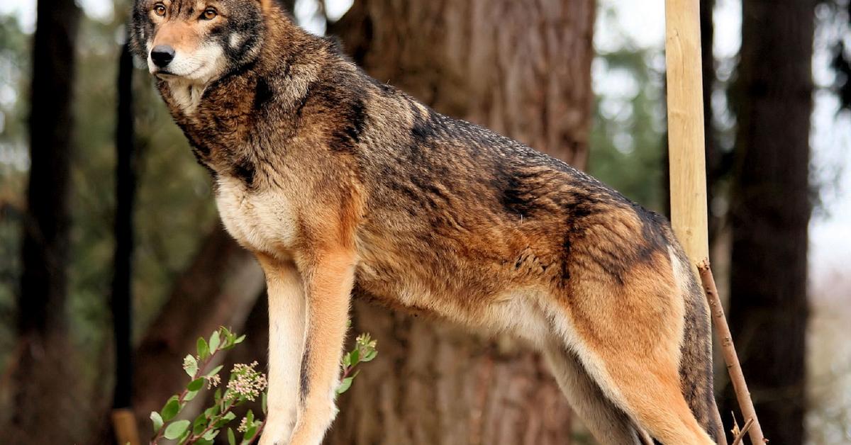 Exquisite image of Red Wolf, in Indonesia known as Serigala Merah.