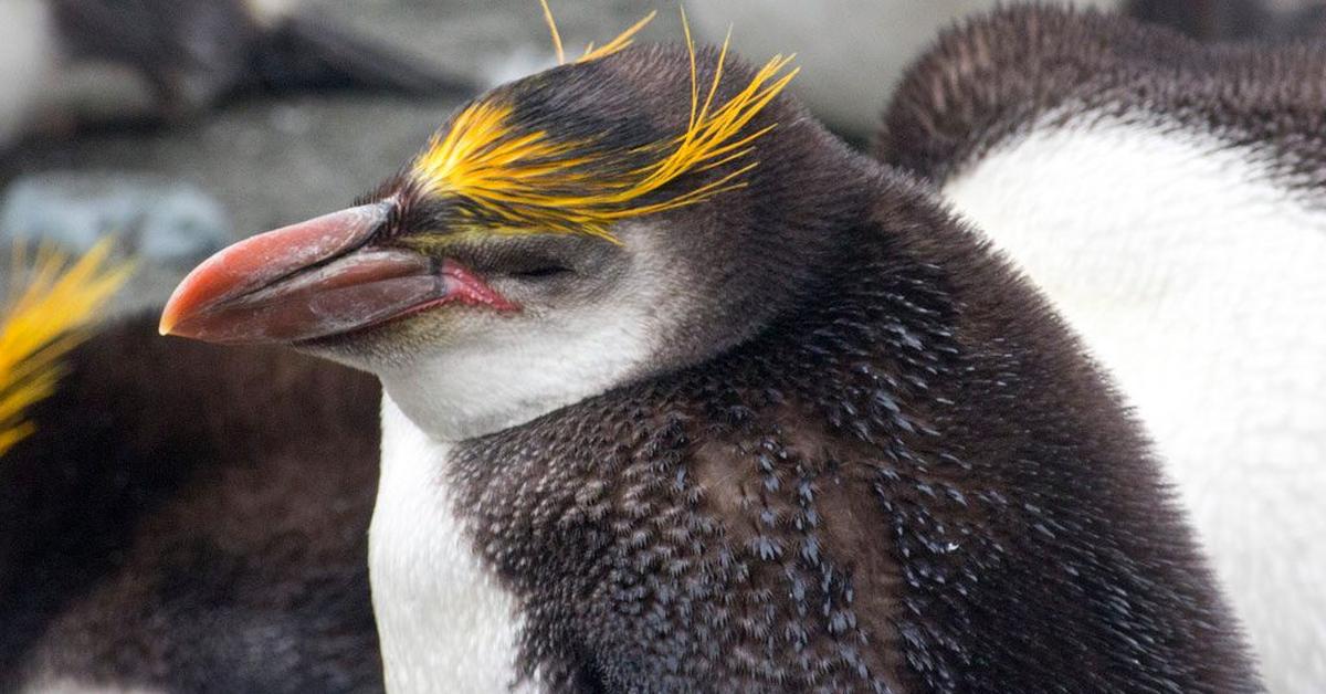 Elegant portrayal of the Royal Penguin, also known as Eudyptes schlegeli.