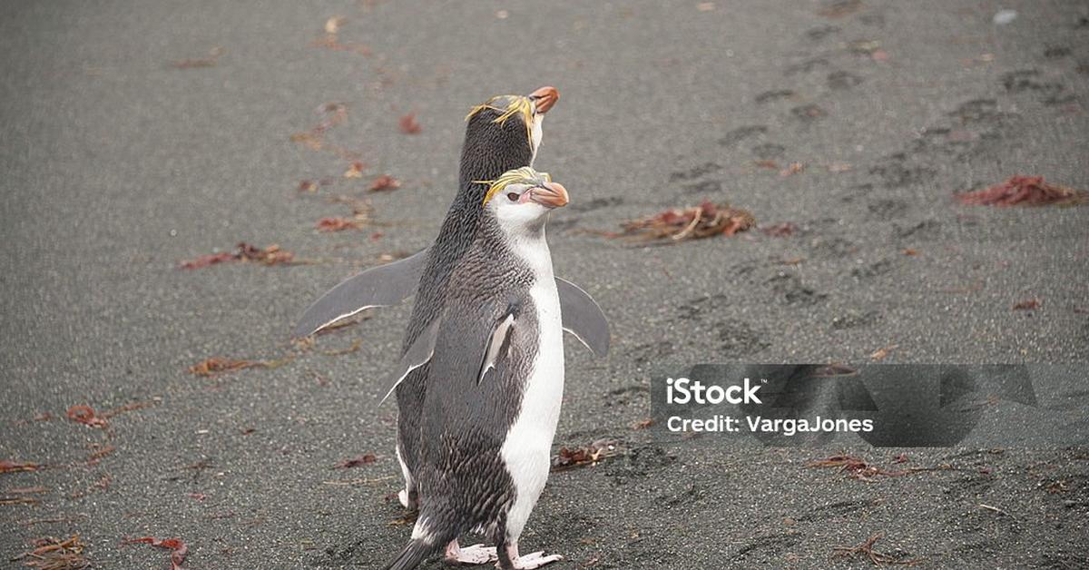 Photograph of the unique Royal Penguin, known scientifically as Eudyptes schlegeli.