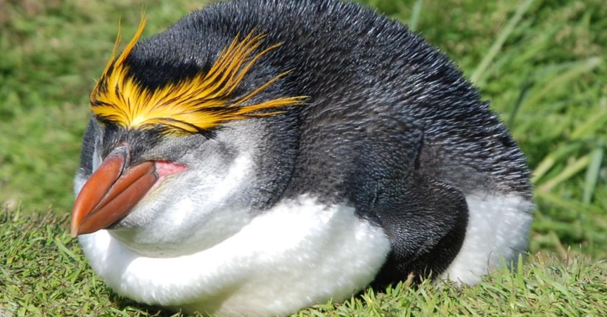 Close-up view of the Royal Penguin, known as Penguin Kerajaan in Indonesian.