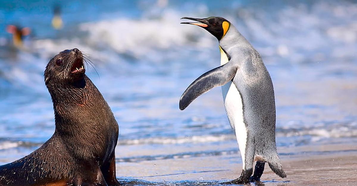 Photograph of the unique Royal Penguin, known scientifically as Eudyptes schlegeli.