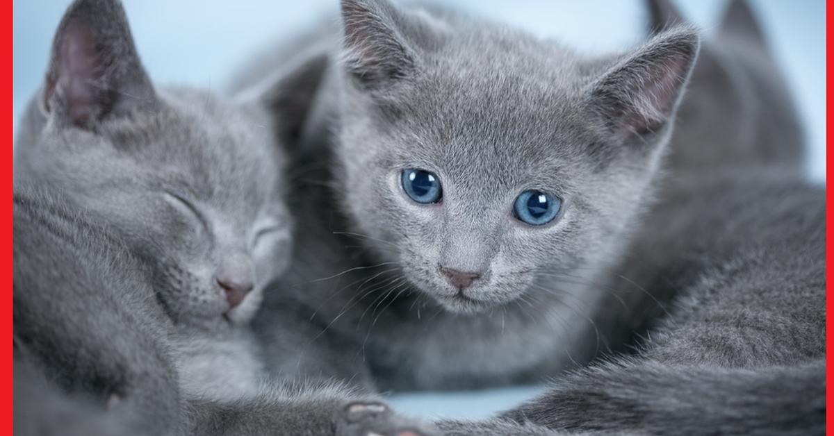 Captivating shot of the Russian Blue, or Kucing Rusia Biru in Bahasa Indonesia.