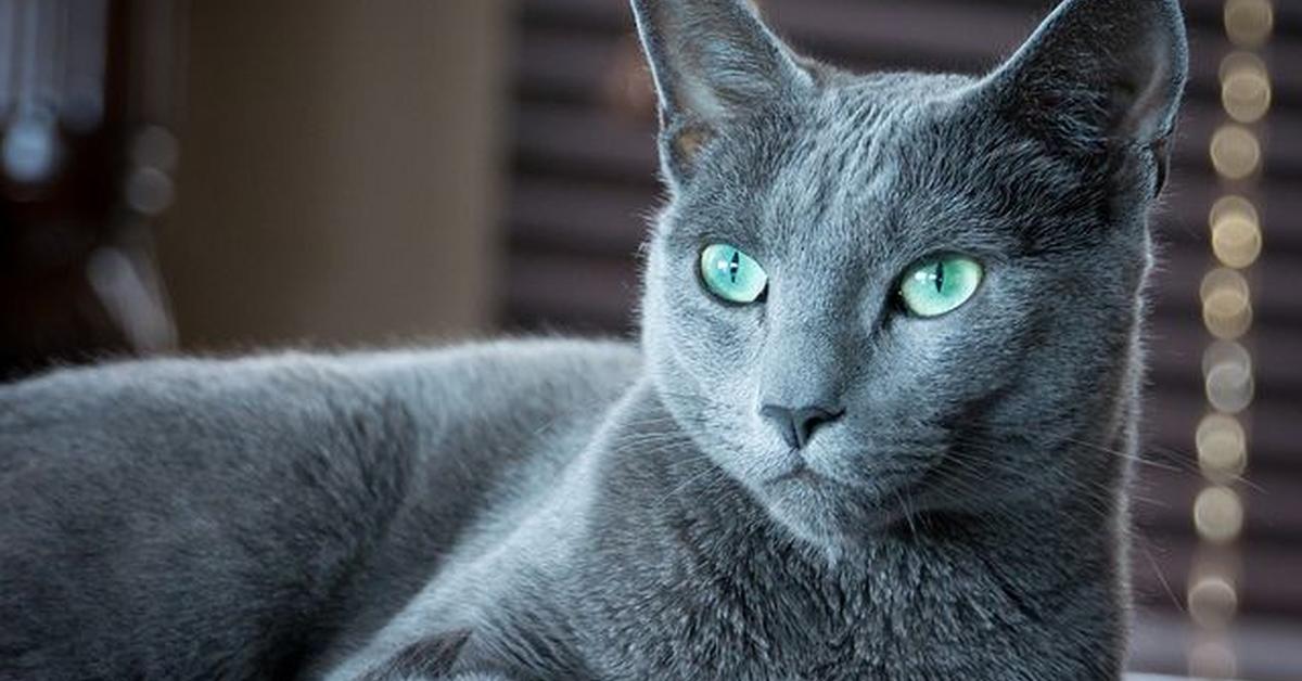 Natural elegance of the Russian Blue, scientifically termed Felis catus.