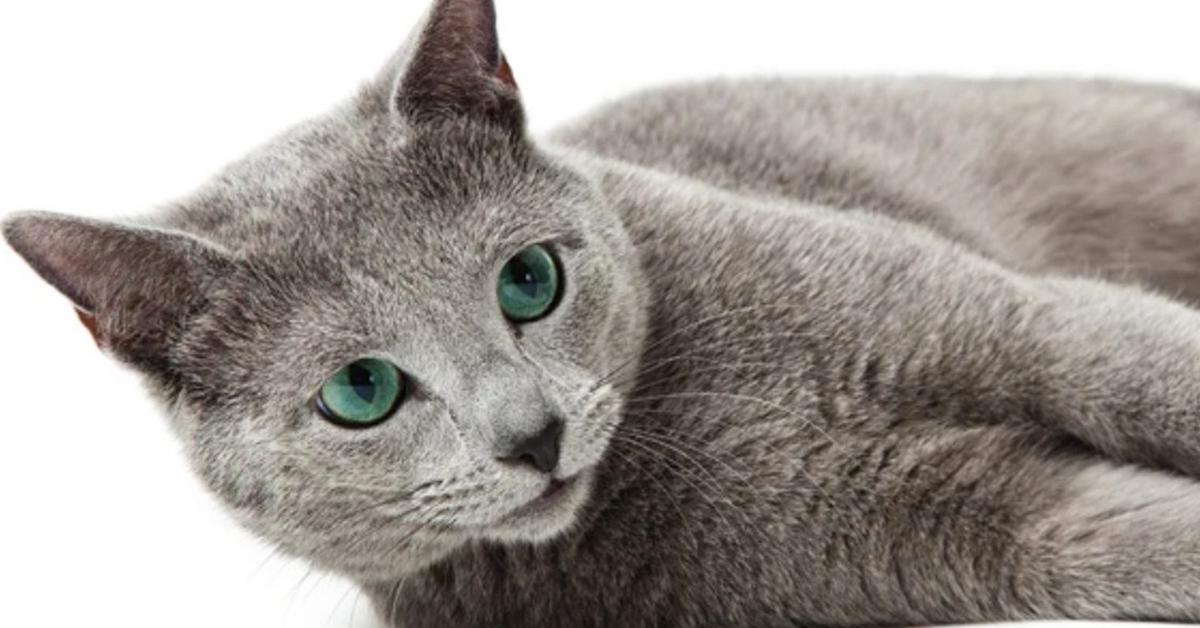 Image of the Russian Blue (Felis catus), popular in Indonesia as Kucing Rusia Biru.