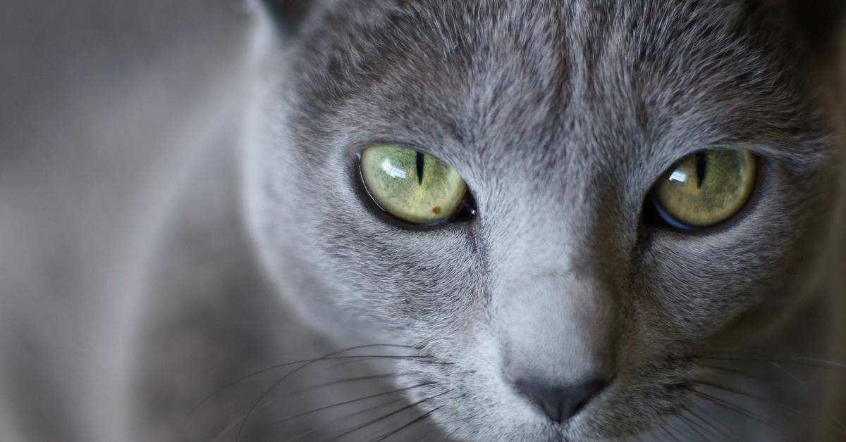 Natural elegance of the Russian Blue, scientifically termed Felis catus.