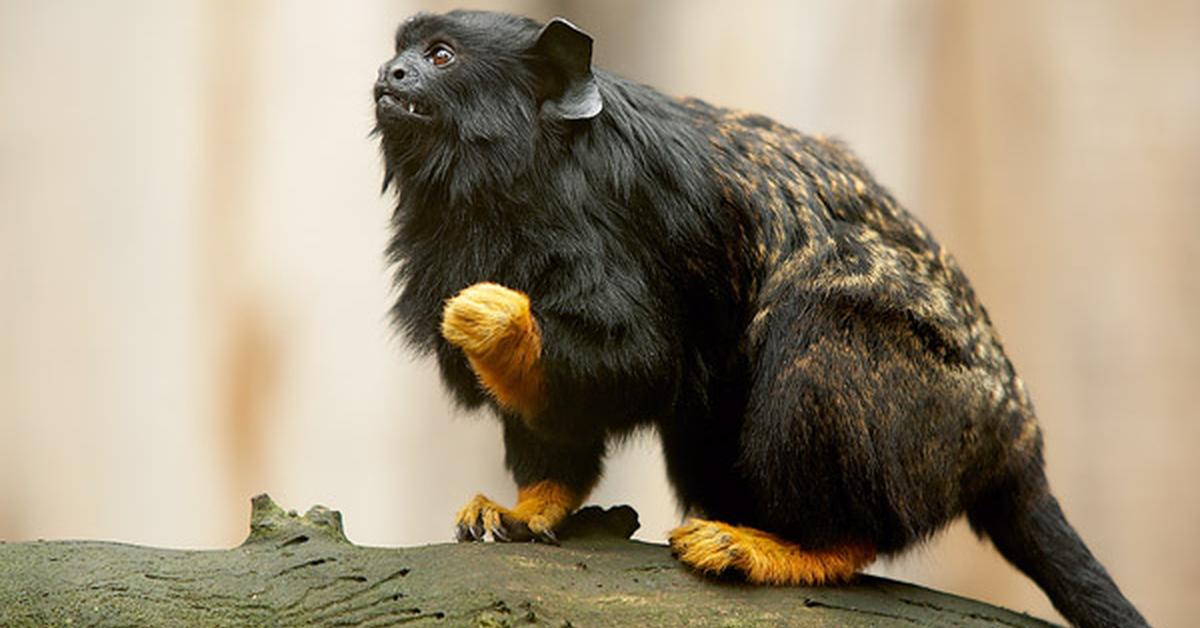 Charming view of the Red-Handed Tamarin, in Indonesia referred to as Tamarin Tangan Merah.