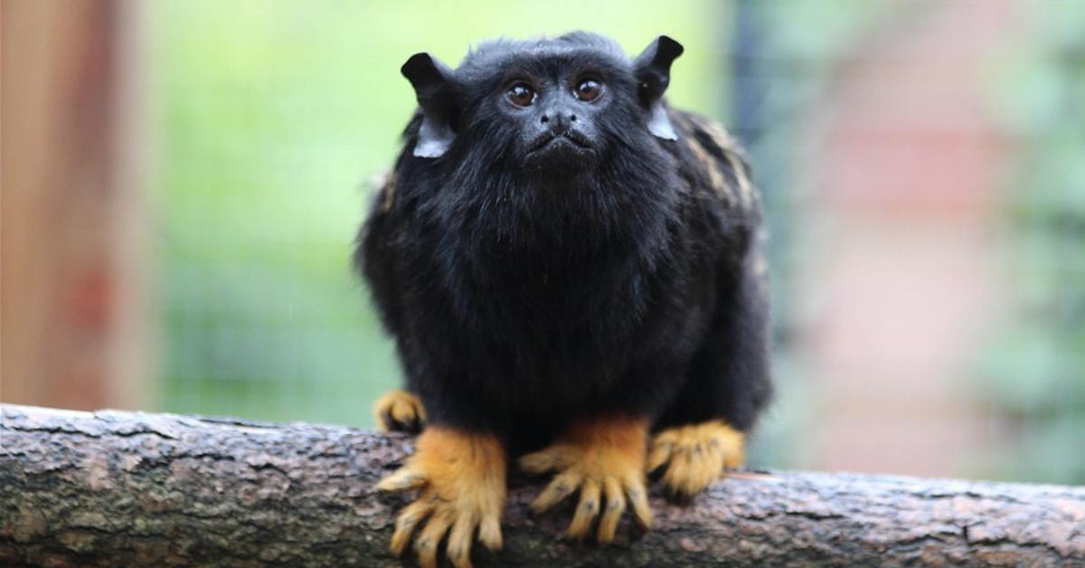 A beautiful representation of the Red-Handed Tamarin, scientifically Saguinus midas.