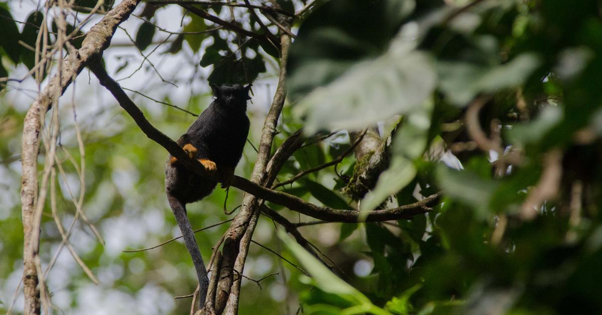 Vivid image of the Red-Handed Tamarin, or Tamarin Tangan Merah in Indonesian context.