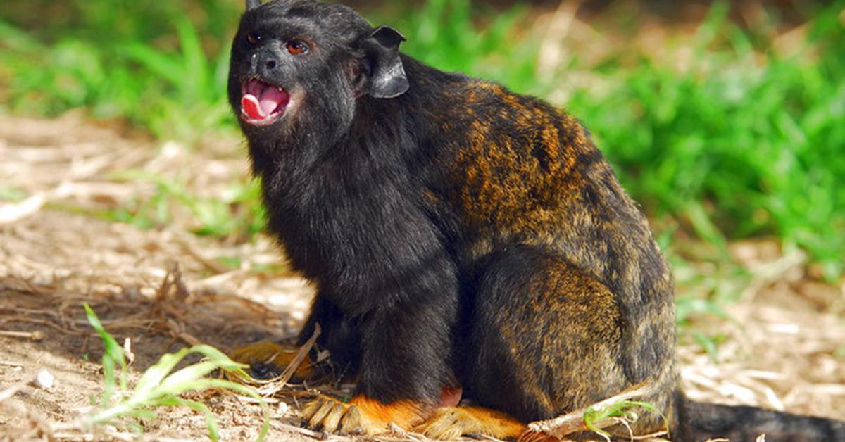 Glimpse of the Red-Handed Tamarin, known in the scientific community as Saguinus midas.