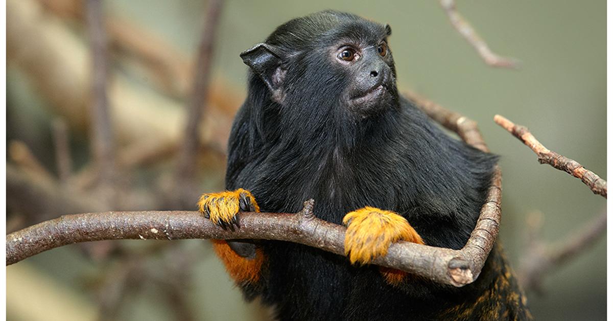 Elegant portrayal of the Red-Handed Tamarin, also known as Saguinus midas.