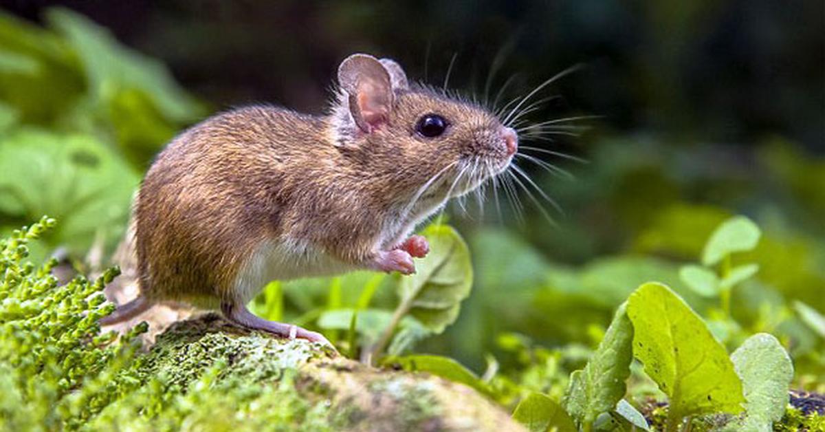 Photogenic Rat, scientifically referred to as Rattus rattus.