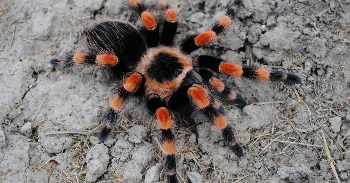 The alluring Red Knee Tarantula, commonly referred to as Tarantula Lutut Merah in Bahasa Indonesia.