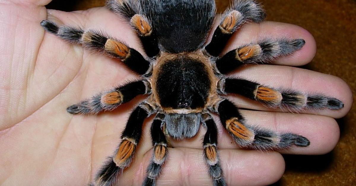 Elegant portrayal of the Red Knee Tarantula, also known as Brachypelma smithi.