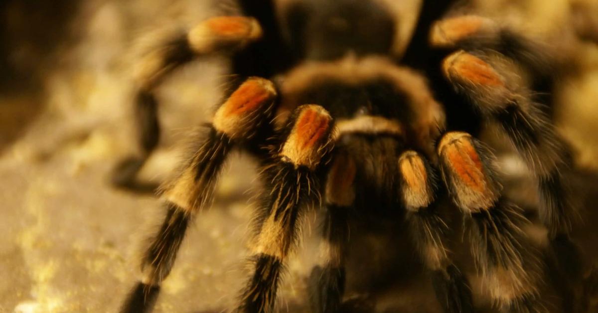 A look at the Red Knee Tarantula, also recognized as Tarantula Lutut Merah in Indonesian culture.