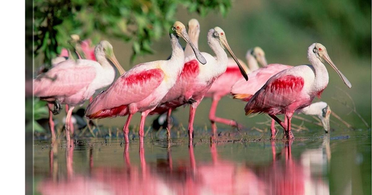 Distinctive Roseate Spoonbill, in Indonesia known as Burung Bangau Merah Muda, captured in this image.