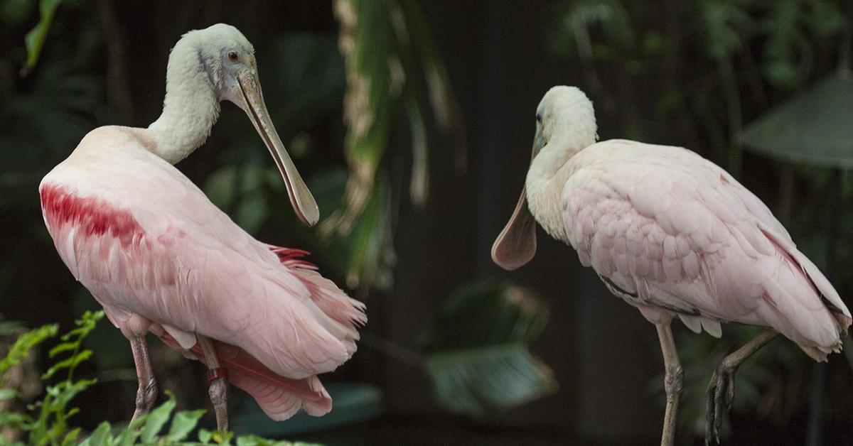 The elegant Roseate Spoonbill (Ajaja ajaja), a marvel of nature.