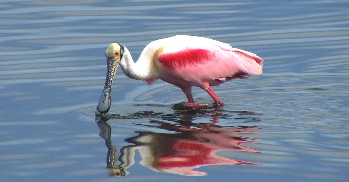 Exquisite image of Roseate Spoonbill, in Indonesia known as Burung Bangau Merah Muda.