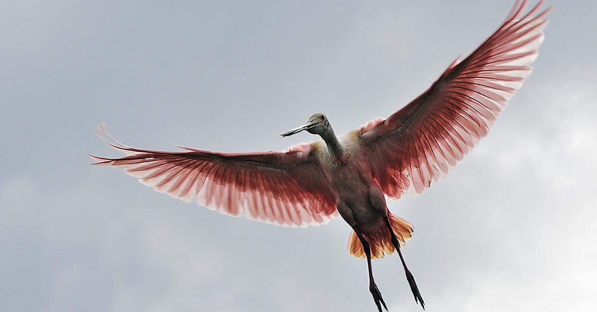 Photograph of the unique Roseate Spoonbill, known scientifically as Ajaja ajaja.