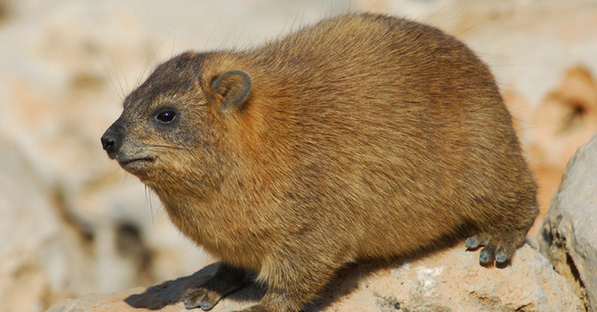 Vivid image of the Rock Hyrax, or Kambing Batu in Indonesian context.