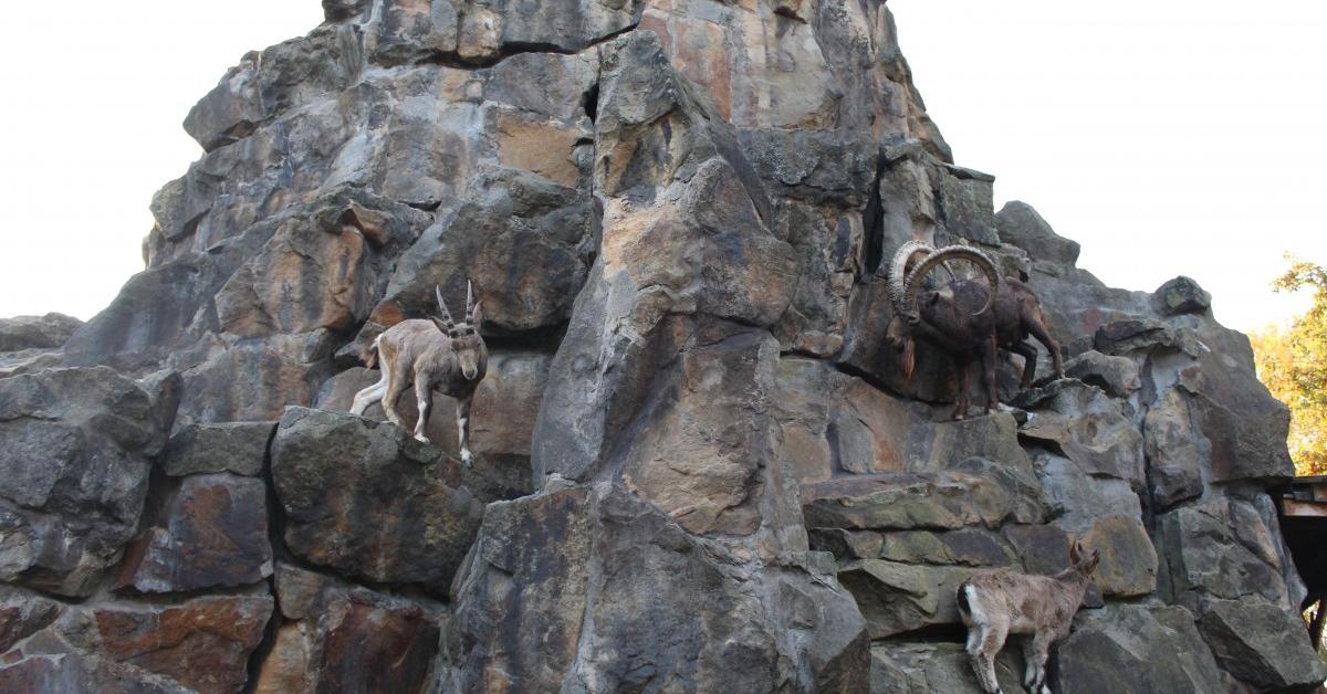 Visual of Rock Hyrax, or Kambing Batu in Indonesian, showcasing its beauty.