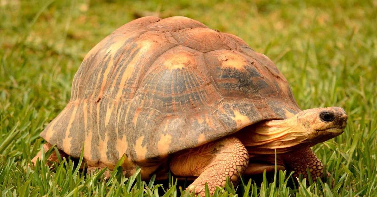 Image of the Radiated Tortoise (Astrochelys radiata), popular in Indonesia as Kura-kura Radiasi.