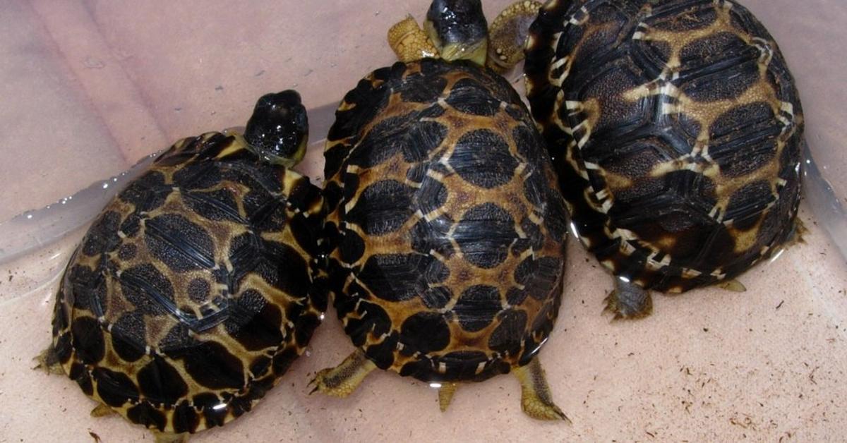 The majestic Radiated Tortoise, also called Kura-kura Radiasi in Indonesia, in its glory.