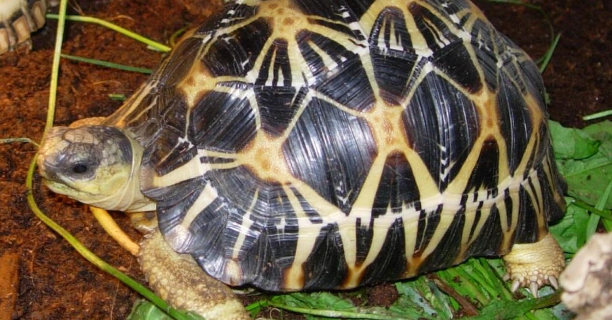 The alluring Radiated Tortoise, commonly referred to as Kura-kura Radiasi in Bahasa Indonesia.