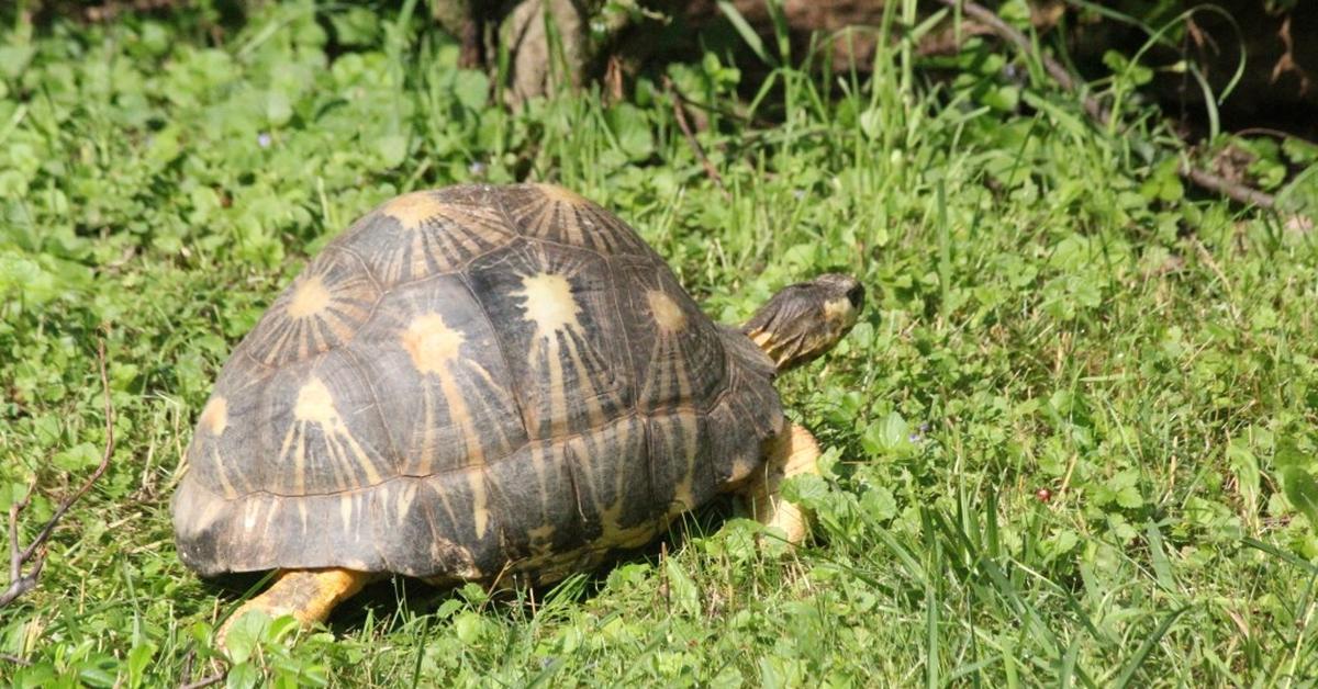 Engaging shot of the Radiated Tortoise, recognized in Indonesia as Kura-kura Radiasi.