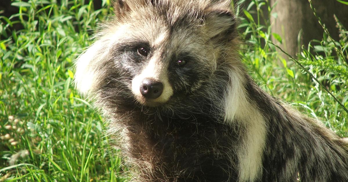 Stunning depiction of Raccoon Dog, also referred to as Nyctereutes procyonoides.