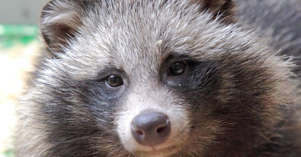 Stunning depiction of Raccoon Dog, also referred to as Nyctereutes procyonoides.