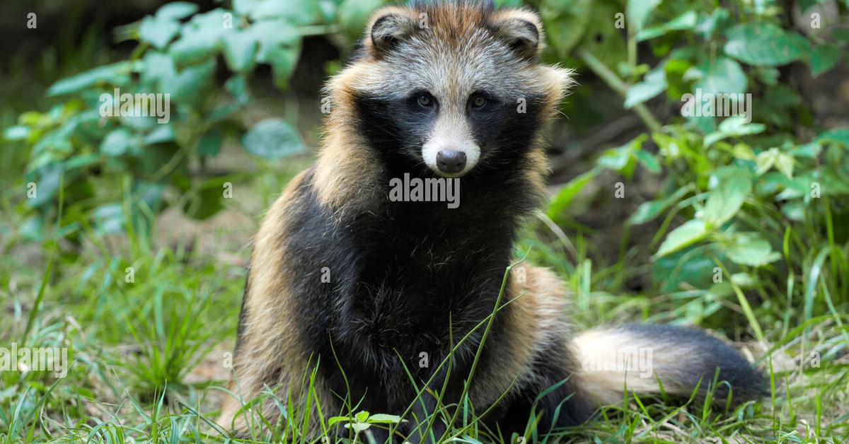 Charming view of the Raccoon Dog, in Indonesia referred to as Anjing Rakun.