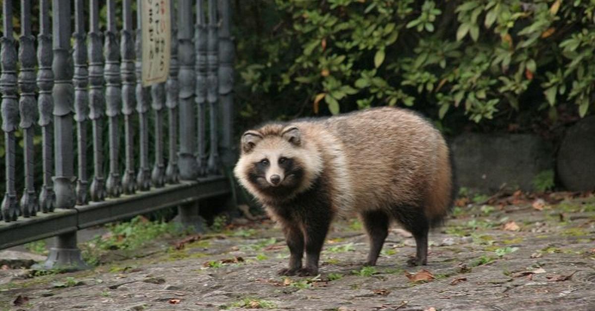 The Raccoon Dog, an example of Nyctereutes procyonoides, in its natural environment.