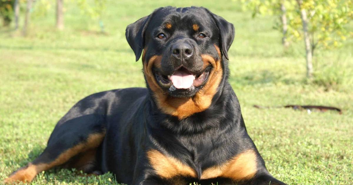 The Rottweiler, a beautiful species also known as Rottweiler in Bahasa Indonesia.