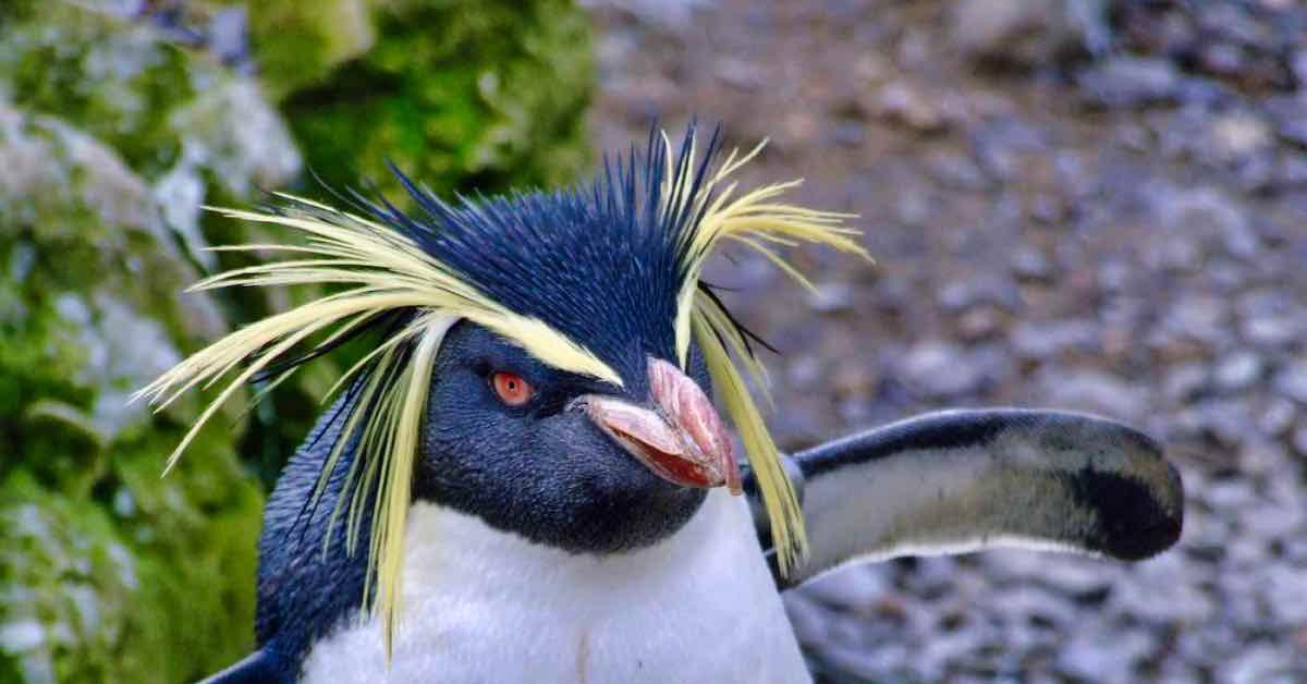 Visual representation of the Rockhopper Penguin, recognized in Indonesia as Penguin Rockhopper.