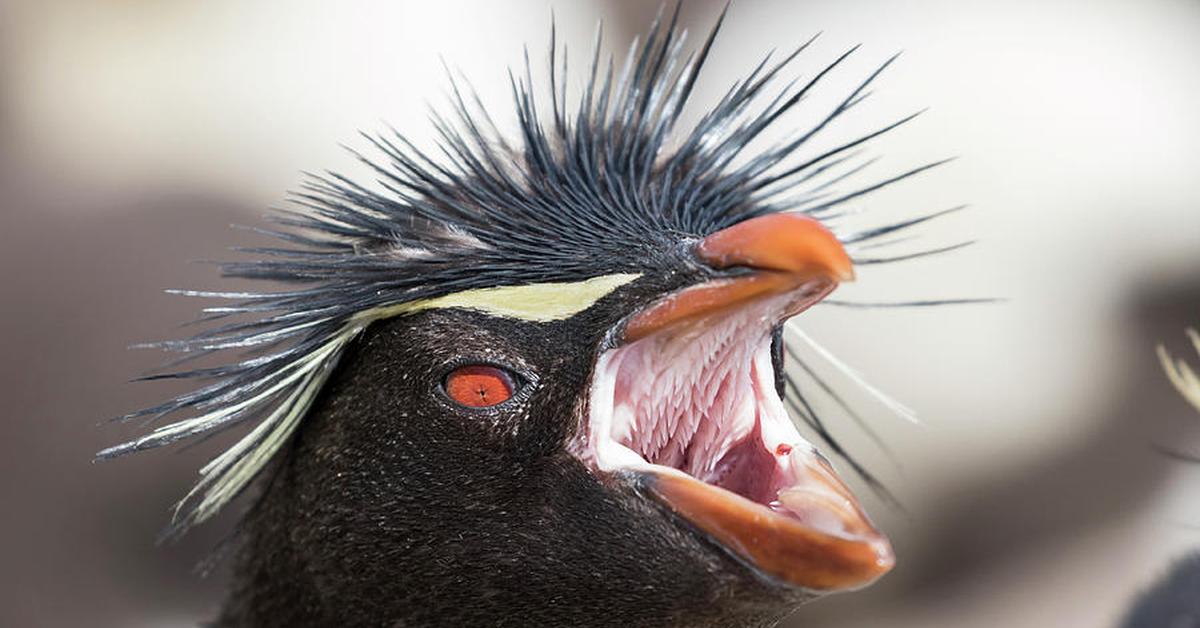 Close-up view of the Rockhopper Penguin, known as Penguin Rockhopper in Indonesian.