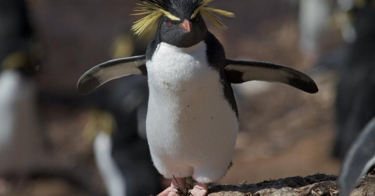 Captured elegance of the Rockhopper Penguin, known in Indonesia as Penguin Rockhopper.