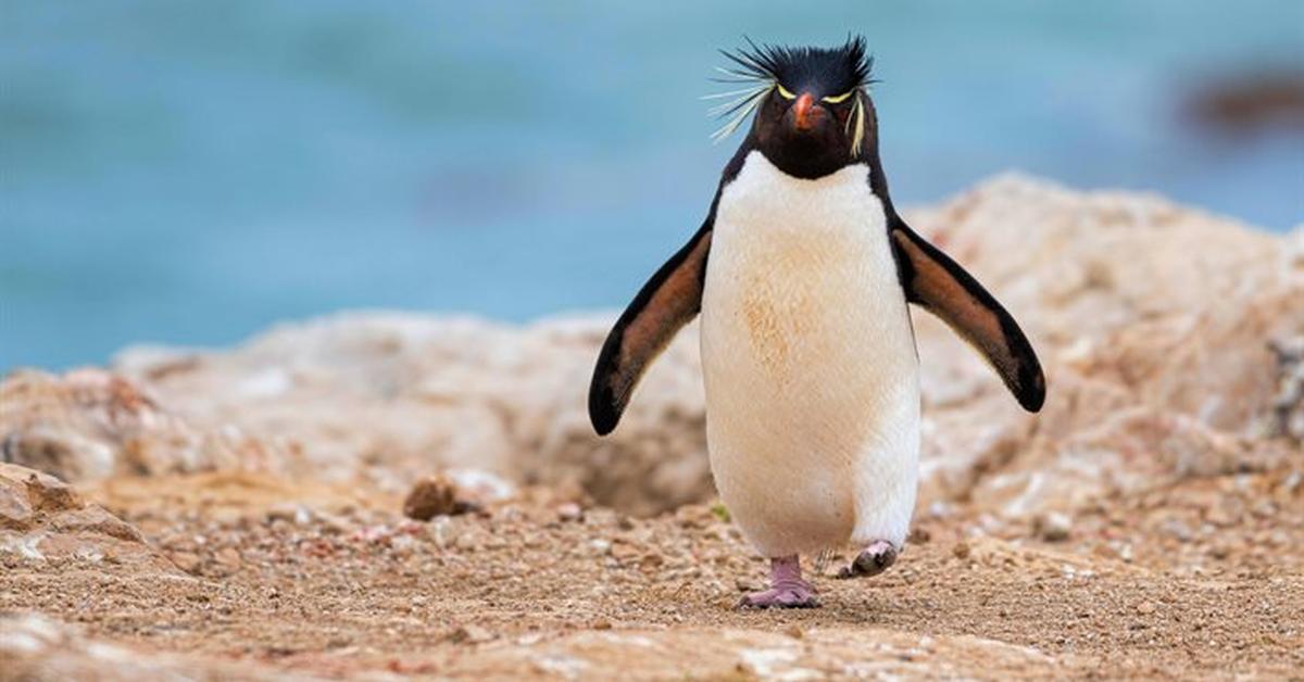 Striking appearance of the Rockhopper Penguin, known in scientific circles as Eudyptes chrysocome.