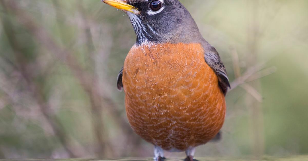 The alluring Robin, commonly referred to as Burung Robin in Bahasa Indonesia.