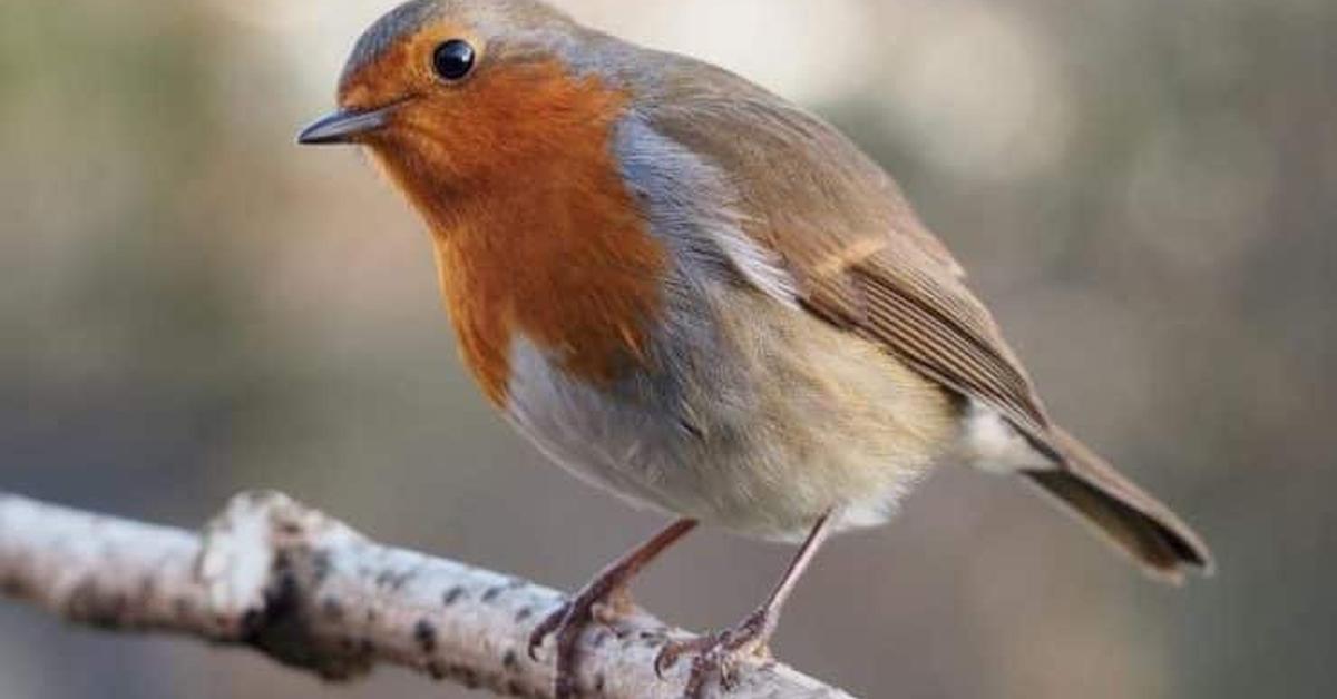 The elegant Robin (Falconidae), a marvel of nature.