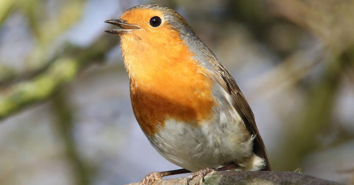 Visual of Robin, or Burung Robin in Indonesian, showcasing its beauty.