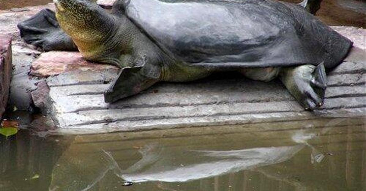 Enchanting River Turtle, a species scientifically known as Ranidae.