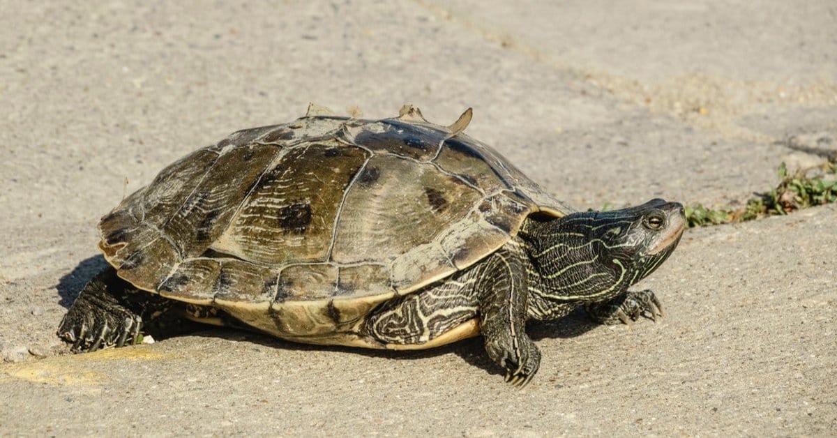 Captivating presence of the River Turtle, a species called Ranidae.