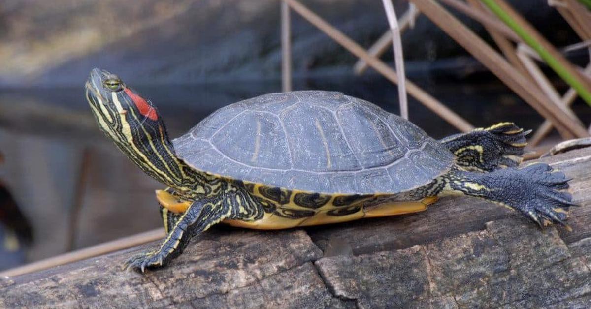 Image showcasing the River Turtle, known in Indonesia as Kura-kura Sungai.